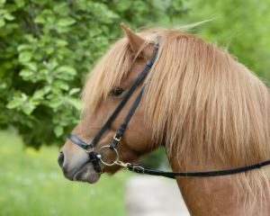 Islandski konj
