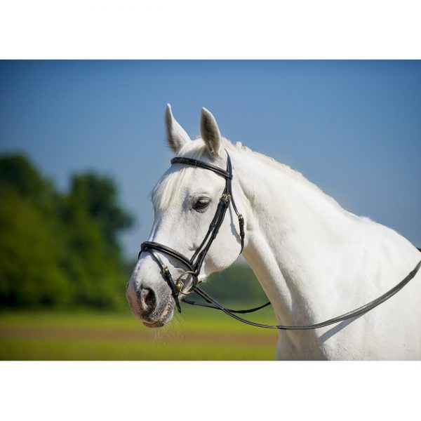 eric-thomas-new-wave-bridle