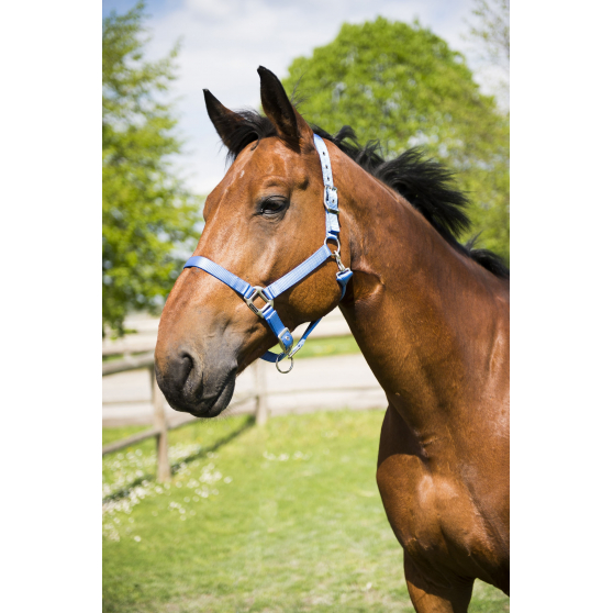 equitheme-eclat-headcollar