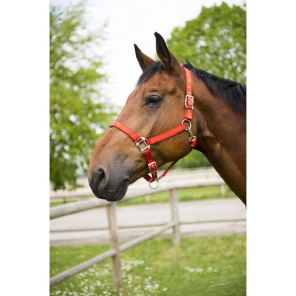 licol-equitheme-eclat-600×600